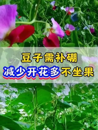 豆子需补硼,减少开花多不坐果现象!#促花保果 #豆角种植 #豆角高产技术 #浇水#种植小技巧
