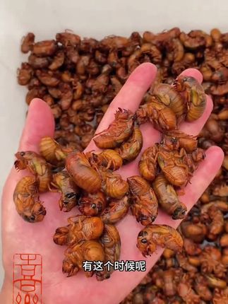 2025山东金蝉大知了猴新鲜速冻活蝉现抓爬叉油炸唐僧结了龟土新货#2025山东金蝉大知了猴#新鲜速冻#活蝉#现抓#爬叉油炸唐僧结了龟土新货