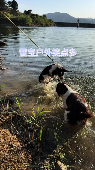 雷宝又又又下水了,全是可乐这坏姐姐故意套路😂 你们说!到底是可乐故意带坏雷宝?
还是雷宝本身就天生爱水?
评论区来投票站队~#史宾格 #狗狗玩水
#带着狗狗去旅行 #创作者中心 #创作灵感