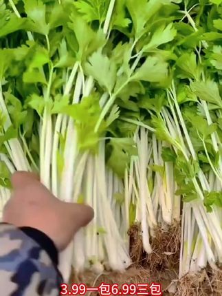【6.99三包】白玉香芹种子耐热耐寒秋播蔬菜种子!#精选好物 阳台庭院都可以种植#强烈推荐