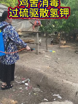 鸡舍消毒 【买一送一】55%过硫酸氢钾畜牧养殖专用  #过硫酸氢钾 #鸡鸭鹅养殖#鸡场消毒#散养鸡 #养殖场