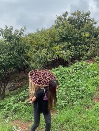 #板栗 #快来一起尝个鲜 #现摘现发新鲜到家 #糖炒栗子 #板栗熟了