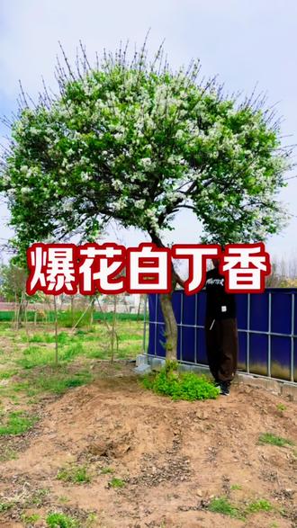满树爆花的白色丁香树,树干弯曲自然,大冠幅硬骨架#别墅庭院植物 #适合庭院种植的造型树 #景观苗木 #新品种丁香