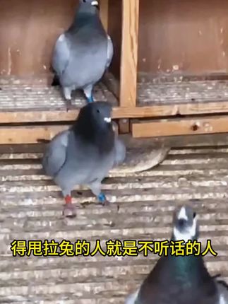 #养鸽人 #信鸽赛鸽 #养鸽 #职业赛鸽 #养鸽子