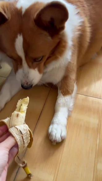 为什么它这么抗拒吃香蕉?#柯基