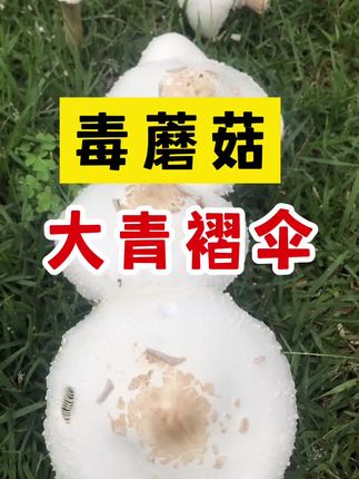大青褶伞,菌柄无鳞片,高大环柄菇,菌柄有蛇皮纹鳞片