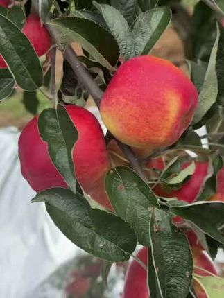 我爱云南苹果 #新鲜采摘 #应季水果 #水果 #特产水果 #热带水果