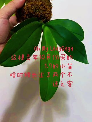 去年10月份1.7的小苗捏成球球生长速度还是挺快的,上个月升球3.0,再过两个月干脆直接升到6寸球球里 #分享家庭养花知识 #养花人 #花卉养护 #养花 #一花一草一世界