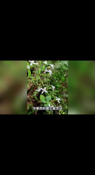 #中草药知识 每天认识一味中药材之威灵仙 #科普 #中药材