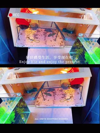 #铲屎官日记 #宠物vlog #孵小鸡
