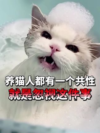 养猫人别再忽视环境抑菌了,看看教训吧 #新手养猫 #猫卫净 #萌宠好物
