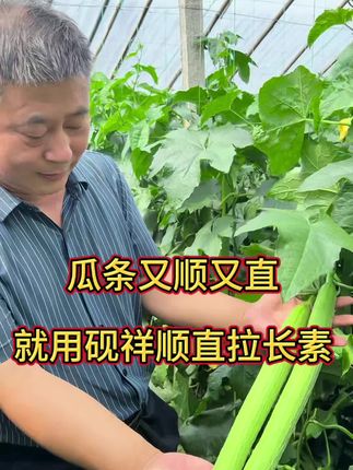 瓜条又顺又直,就用砚祥顺直拉长素#农业技术推广 #助力三农 #蔬菜种植 #农资肥料 #我的生活日记
