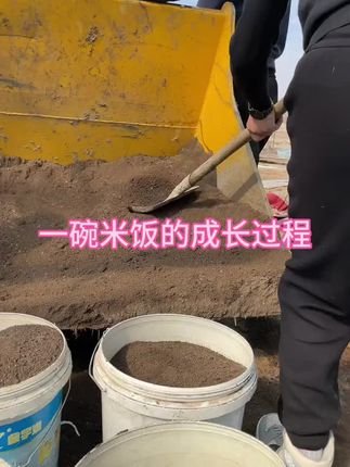 每一粒都有一个漫长的生长过程!请珍惜粮食!#原创视频 #我的乡村生活 #抖音新农人 #五常大米原产地