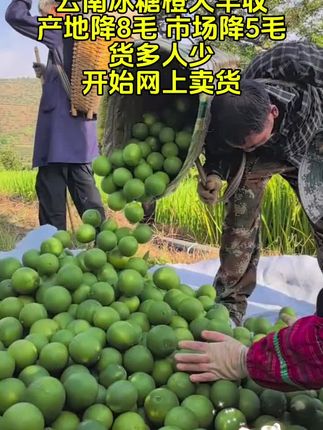#冰糖橙#优质农产品 #超便宜超划算 #口感特别好 #新鲜采摘