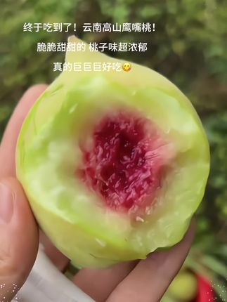 终于蹲到鹰嘴桃上市!咬下第一口就被惊艳到果肉脆嫩爽口,清甜汁水在舌尖炸开,桃子香气浓到仿佛一头扎进桃园~这是什么人间美味啊!!#鹰嘴桃 #脆桃 #新鲜应季水果#脆甜多汁#好吃到停不下来