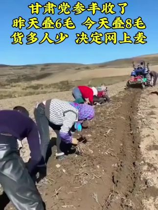 #党参 #党参煲汤、泡水、泡酒 #优质农产品原产地 #源头好货 #超便宜超划算