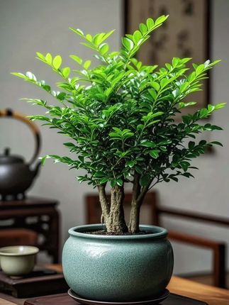 小叶紫檀盆栽,千年古木凝练时光精华,匠心独运显风华。其虬劲枝干绘出岁月痕迹,每一道纹理都诉说着时光的故事,宛如立体画卷,细腻铺展。叶色如玉般温润,老叶墨韵深邃,新芽翠绿欲滴,四季常青之中蕴藏着生命的旺盛活力。置于书房案头,墨香与檀香相融,营造一方静谧雅致的空间;置于客厅一隅,尽显东方意境,彰显古典美学的深邃魅力。它生命力顽强,耐干燥,宜半阴,养护简便,却能无声为生活增添自然韵味。这融合自然精华与匠人智慧的盆栽佳作,将东方美学的含蓄与大气融入家居空间,让诗意生活时刻相伴。#檀韵盆景 #东方绿植美学 #新中式家居 #禅意盆栽 #盆景艺术