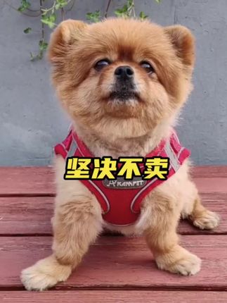 辣条明大理,你不值我也不卖!#萌宠 #萌宠出道计划 #狗狗