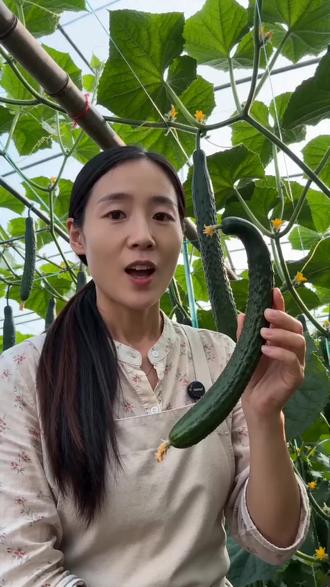 黄瓜结得又短又少?记住这2样,产量直接拉满!🥒 别光顾着傻浇水啦!🌿 今天把压箱底的黄瓜种植秘诀交出来~不用买贵肥,厨房就有!
✅ 开花前:20ml白醋+30斤水,喷叶防病促长
✅ 开花后:30g小苏打+30斤水,黄瓜直溜水灵
🕒 7-15天一次,照做保证结得又多又长,个个顶花带刺!✨
#黄瓜种植 #农村种菜 #种菜小技巧 #三农日常 #家庭菜园