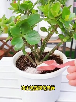 (买4斤送1斤)特制脱脂骨粉装植物花卉园艺盆栽通用促花养花