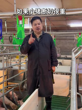 为什么猪长得又短又小?为什么肥猪出栏不压秤?如何拉长拉大猪的骨架?#养猪人加油干 #养猪人不容易 #养猪