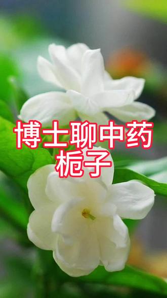 栀子 博士聊中药系列