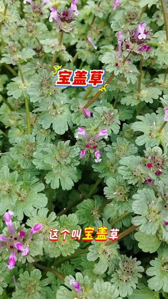 宝盖草,可以泡脚也可食用,通经络络,解毒消肿壮筋骨,凉拌清炒药食同源。