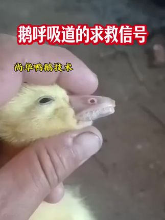 #养鹅技术 #养鹅技术分享 #鹅病防治 #鹅病诊断 @抖音小助手 @抖音热点 @DOU+小助手