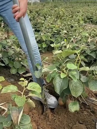 正宗红心猕猴桃树苗,基地直发带土发货,南北方四季种植#红心猕猴桃苗#猕猴桃树苗#金牌苗木人@DOU+小助手