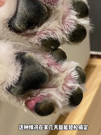 狗狗爱舔脚 脚丫红红的出现这种情况快试试#宠趾康喷剂 在家自己几天就能轻松搞定啦!#萌宠好物推荐#哈士奇