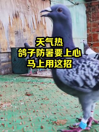 天气热鸽子防暑要上心马上用这招#养鸽#养鸽子#鸽子#农村养鸽#农村鸽子