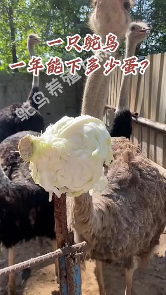 一只鸵鸟一年能下多少蛋??#鸵鸟养殖 #鸵鸟