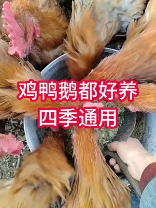 鸡鸭鹅养殖#养鸡小妙招 #农村散养土鸡 #鸡鸭鹅养殖 #鸡鸭鹅养殖方法