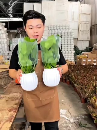 #盆栽 #家养绿植推荐