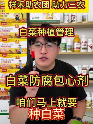 白菜种植,病害防治技巧#白菜种植 #白菜种植技巧 #白菜增产小妙招 #白菜 #白菜防腐包心剂