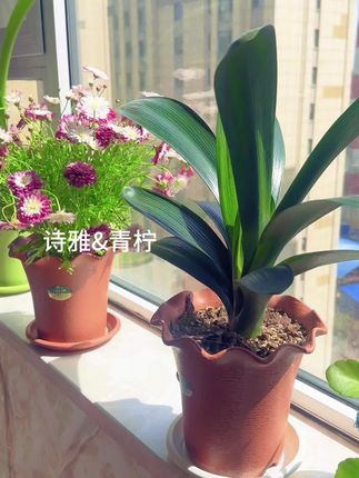荷叶边花盆,种什么花都好看#花盆 #养花