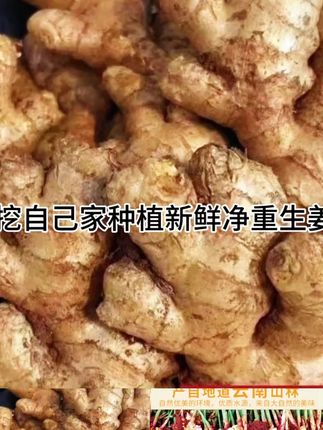 云南小黄姜现挖自己家种植新鲜净重生姜鲜姜包邮香辣#分享家乡美食 #快来一起尝个鲜 #绿色食品 #云南小黄姜
