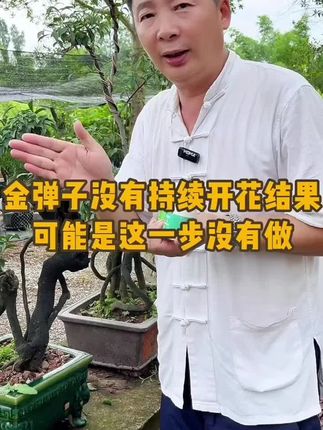金弹子 八月金弹子进入花芽分化期,想要你家的金弹子明年继续开花结果,果满枝头,这个一定要去用起来#金弹子 #盆景 #促花保果 #花芽分化 #园艺