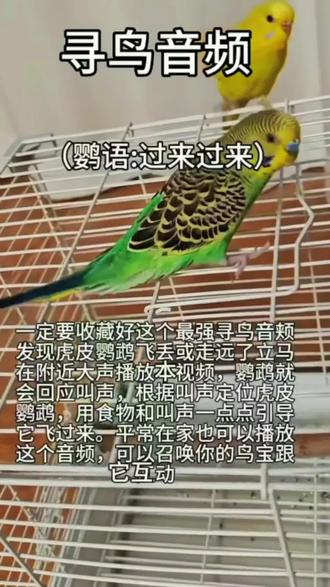 找鸟语音,放给鹦鹉听。#找鸟 #鹦鹉鹦鹉萌萌哒逗鹦鹉 #鹦鹉日常