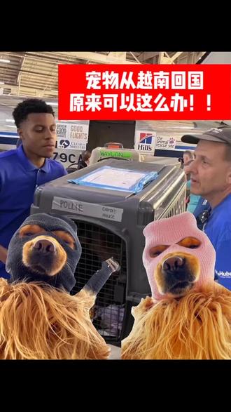 宠物出入境越南怎么办?#宠物国际托运 #宠物国际国内运输 #狗狗 #猫咪 #航空托运