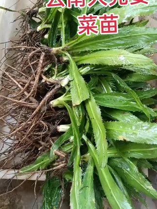 #大芫荽#大香菜#菜苗