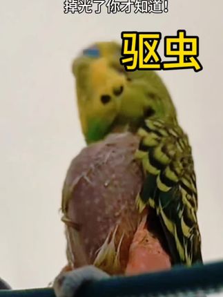 鸟宝总是啄羽毛的原因!夏天更要常杀菌消毒,保护鸟宝势在必行!#鹦鹉 #虎皮鹦鹉 #鹦鹉饲养 #鸟宝驱虫