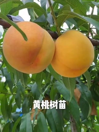 特大锦绣黄桃果树苗优质嫁接桃树苗盆栽地栽南北方室内外种植#锦绣黄桃树苗
