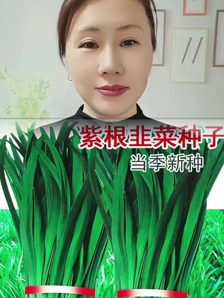 #紫根宽叶韭菜种子 #紫根韭菜#韭菜种子 #阳台小院均可种植