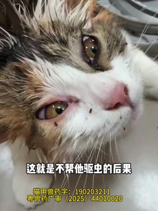 猫猫狗狗每月一次的驱虫必不可少,普安特内外同驱方便好用,大品牌用着也放心#萌宠好物 #普安特驱虫 #科学养宠攻略