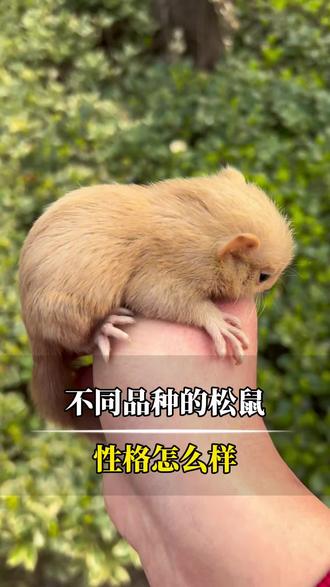 不同品种的松鼠性格都有什么区别!#宠物成长记录 #动物科普 #养宠小百科 #自然观察