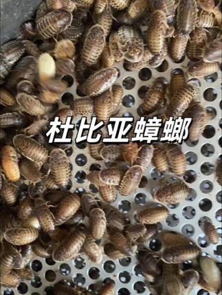 养爬党必囤!杜比亚蟑螂才是宠物的“营养王者” 还在为宠物挑食、营养跟不上发愁?试试杜比亚蟑螂,爬宠、守宫、蜘蛛的天然“能量包”! 高蛋白低脂肪,比面包虫更易吸收,吃了毛发亮、活跃度拉满!而且它自带钙磷比,不用额外补营养,新手也能轻松喂。 关键是干净无异味,不像别的活体容易臭,家里养宠也不糟心。基地直发到手包活。养宠想省事儿又要营养?点击小黄车,给你家毛孩子安排上!#爬宠 #神奇动物在抖音 #杜比亚蟑螂 #家有宠物 #杜比亚