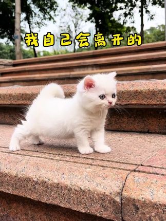 #dou上热门 #宠物出道计划 #萌宠 #抖音萌宠出道计划 #宠物推荐官