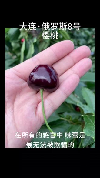 目前国内超优秀的品种!今年最后的【大连·俄罗斯8号樱桃】果肉肥厚,核也很小!一口下去,浓郁爆汁,真的超级满足~
冷棚生长,相较于暖棚樱桃而言,果子硬度更好,吃起来樱桃味十足,脆甜中带一丝果酸,简直妙哉~