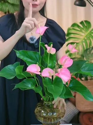 【带花发货】水培粉掌粉色精灵盆栽50-60cm室内客厅办公室好养开花#水培粉掌#盆栽绿植